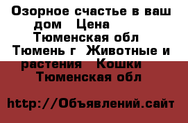 Озорное счастье в ваш дом › Цена ­ 250 - Тюменская обл., Тюмень г. Животные и растения » Кошки   . Тюменская обл.